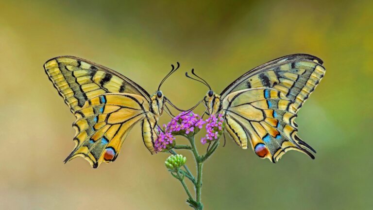【スピリチュアルメッセージ】アゲハ蝶・クロアゲハ蝶が秘めたメッセージとは？